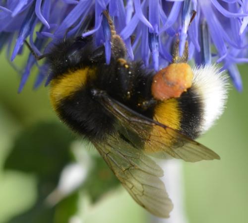 Bombus sp.